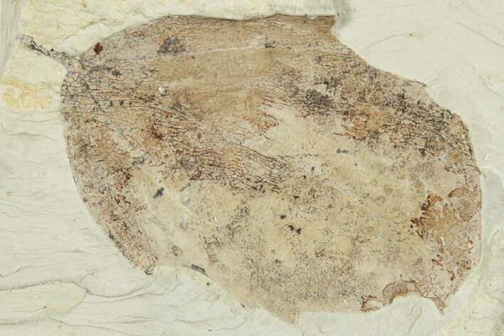 Miocene Fossil Leaf (Populus) - Augsburg, Germany #254165
